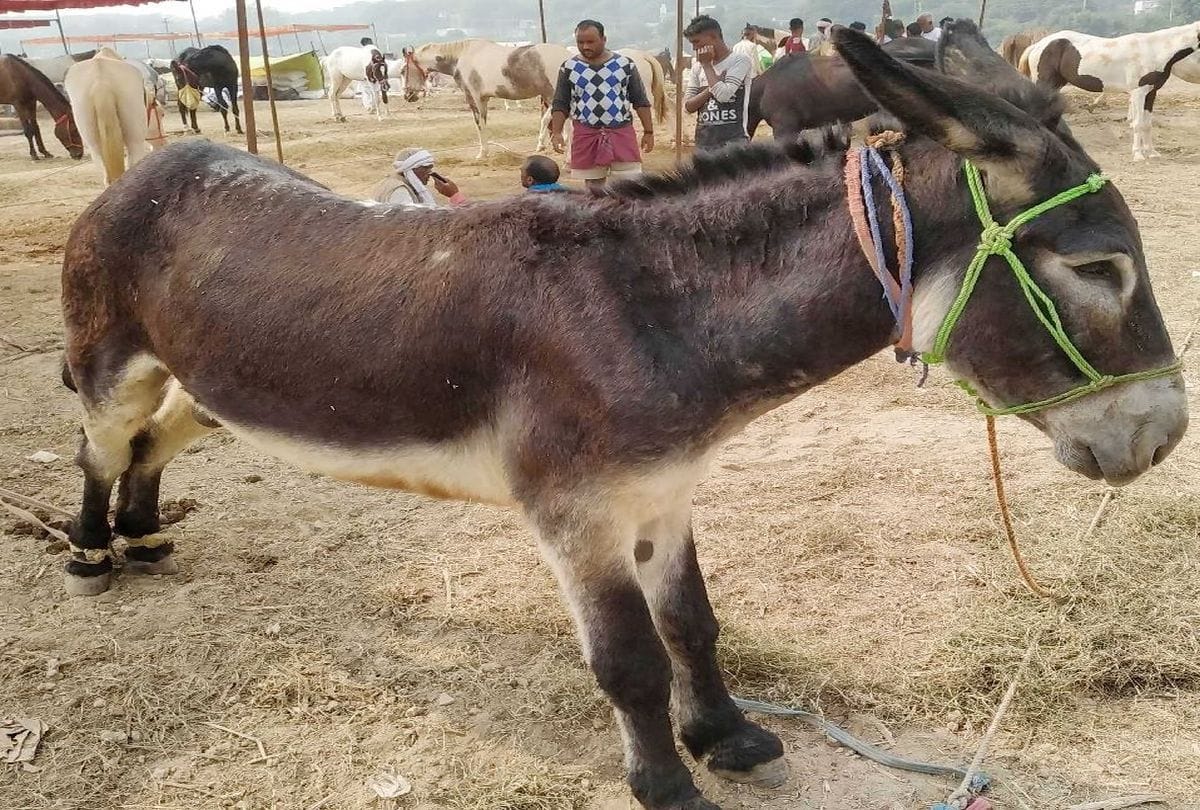 Deepu donkey Price Five Lakh Rupees In Bateshwar Cattle Fair