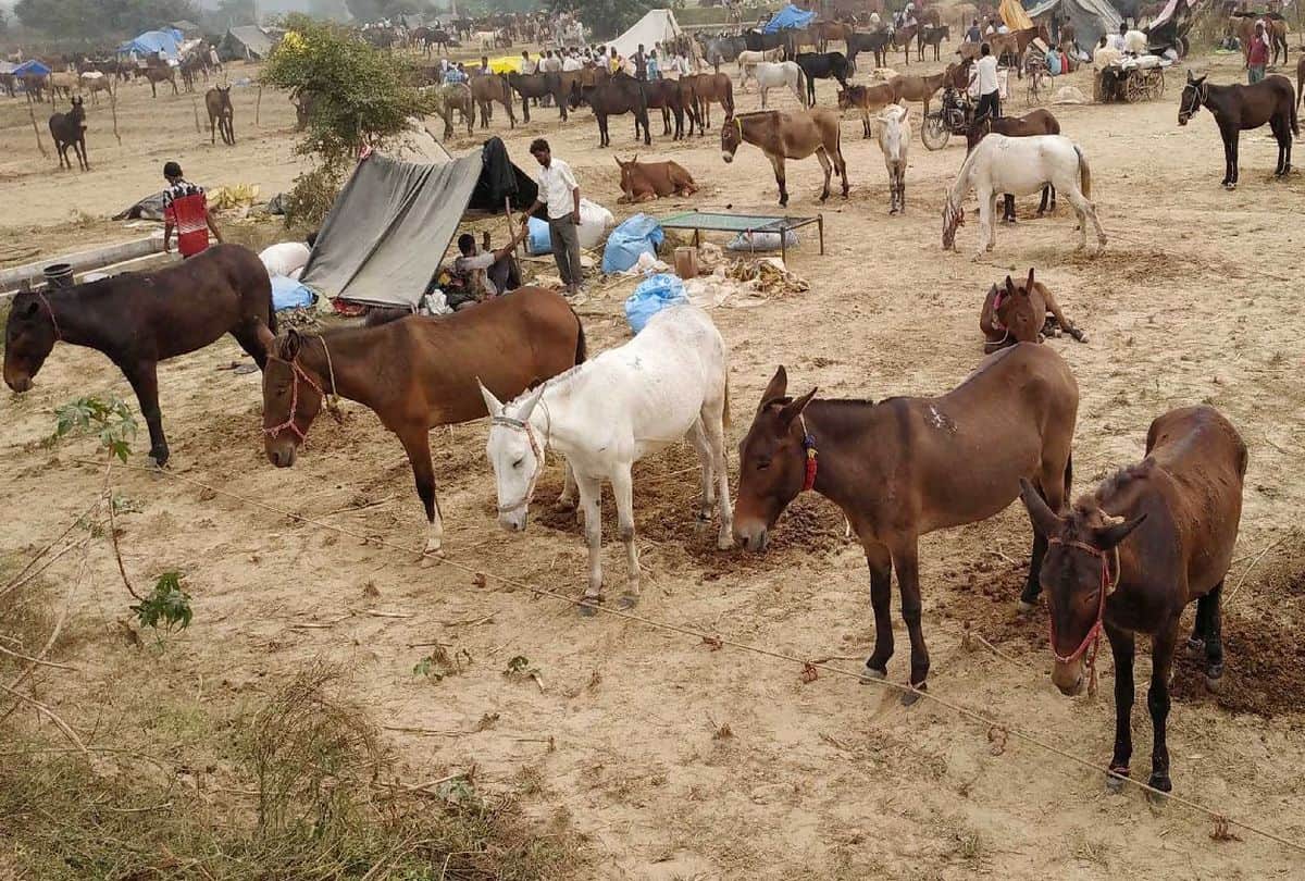 Deepu donkey Price Five Lakh Rupees In Bateshwar Cattle Fair