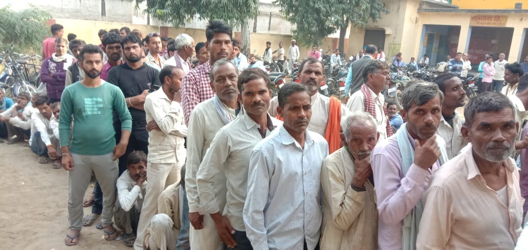 dap fertiliger
