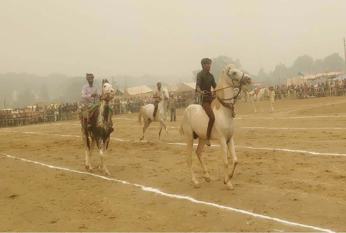 Corona Pandemic Effects On Bateshwar Cattle Fair Many Animal Businessman Return Not Sale