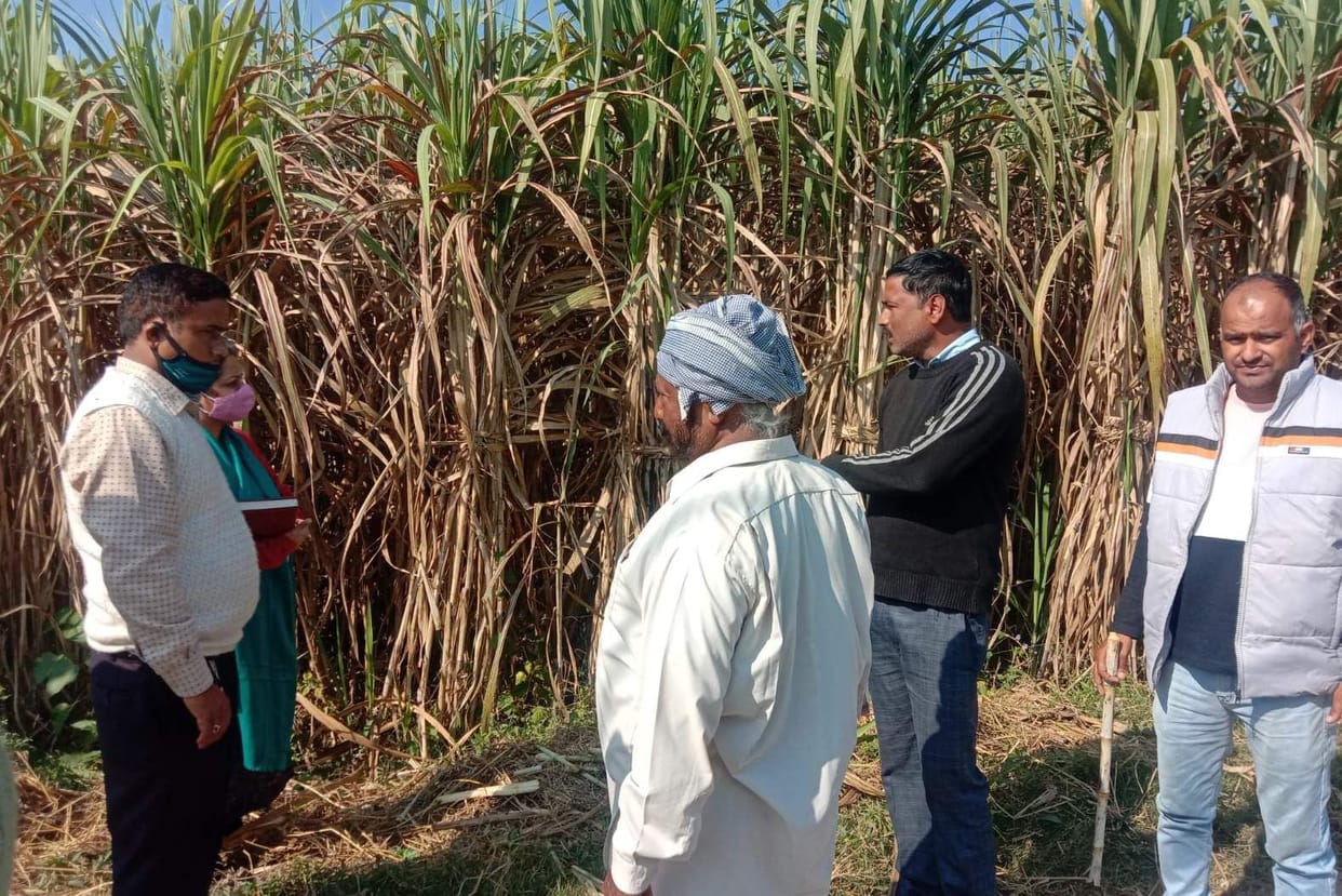 Red rot disease in sugarcane leaves