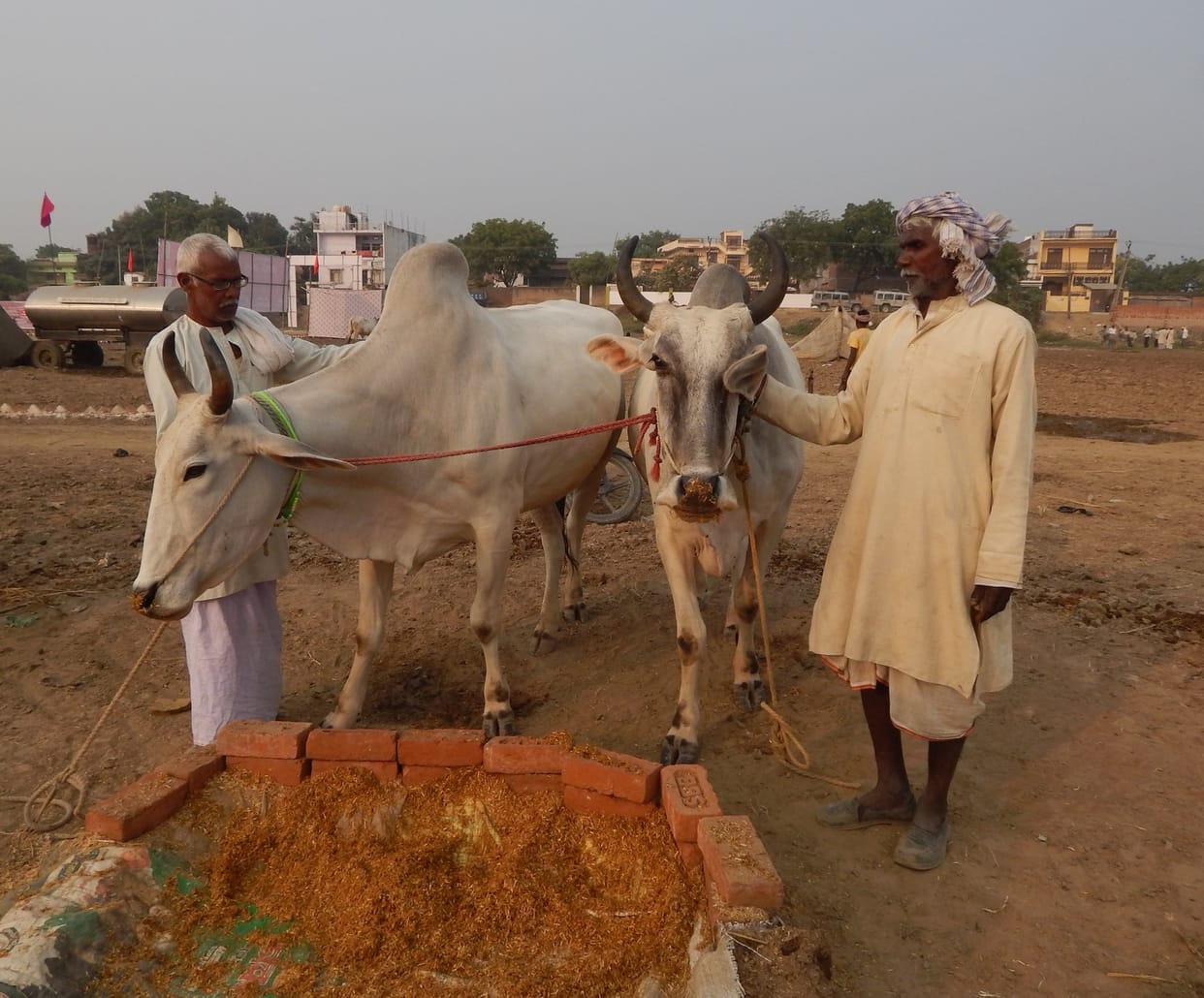 Municipality earned 1.18 lakh from cattle fair in five days