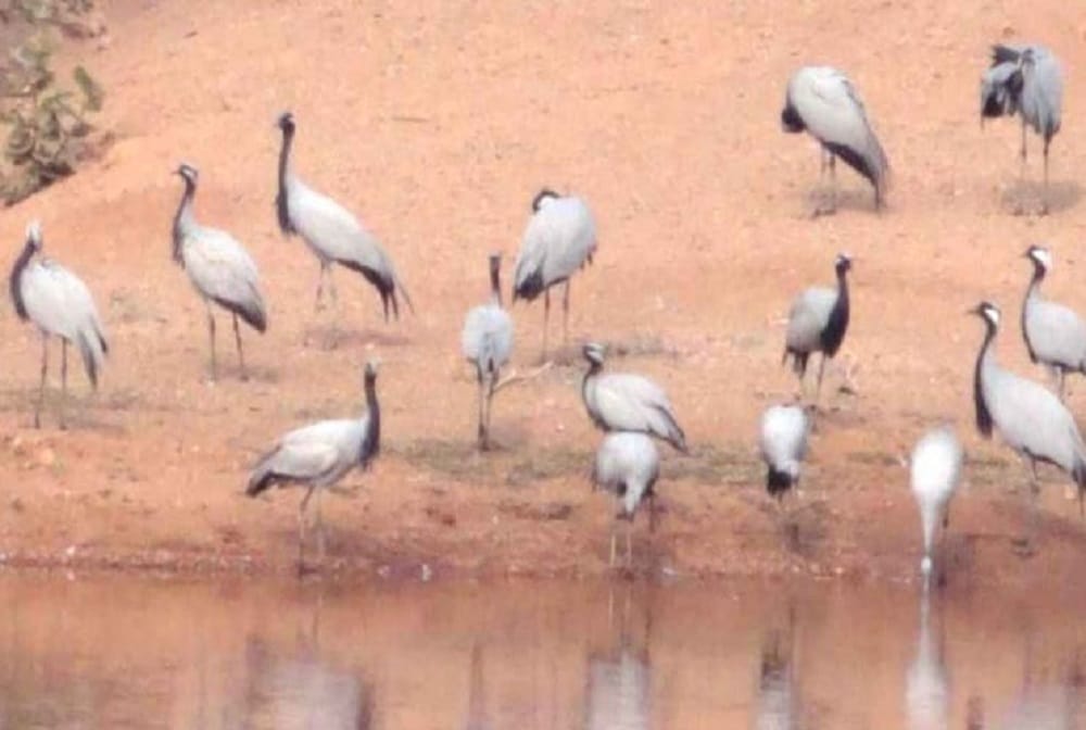 More than 80 migratory birds found dead in Jodhpur, Ranikhet disease suspected
