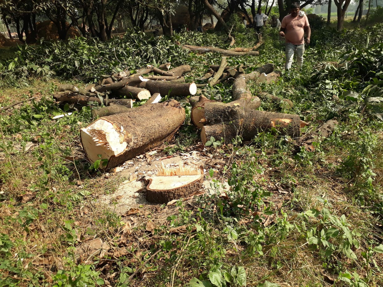 Green trees of mango and neem are being cut without permit