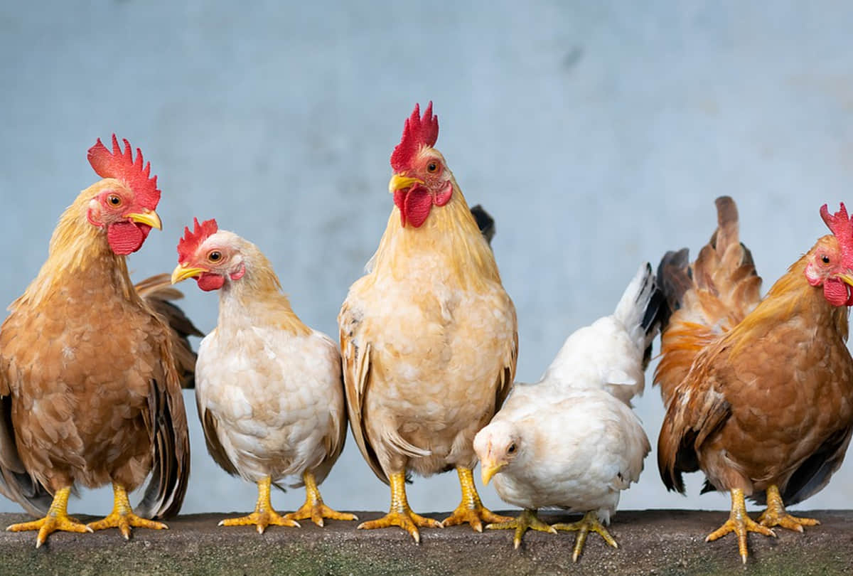 parents giving their kids chicken blood injections in china know the reason behind it