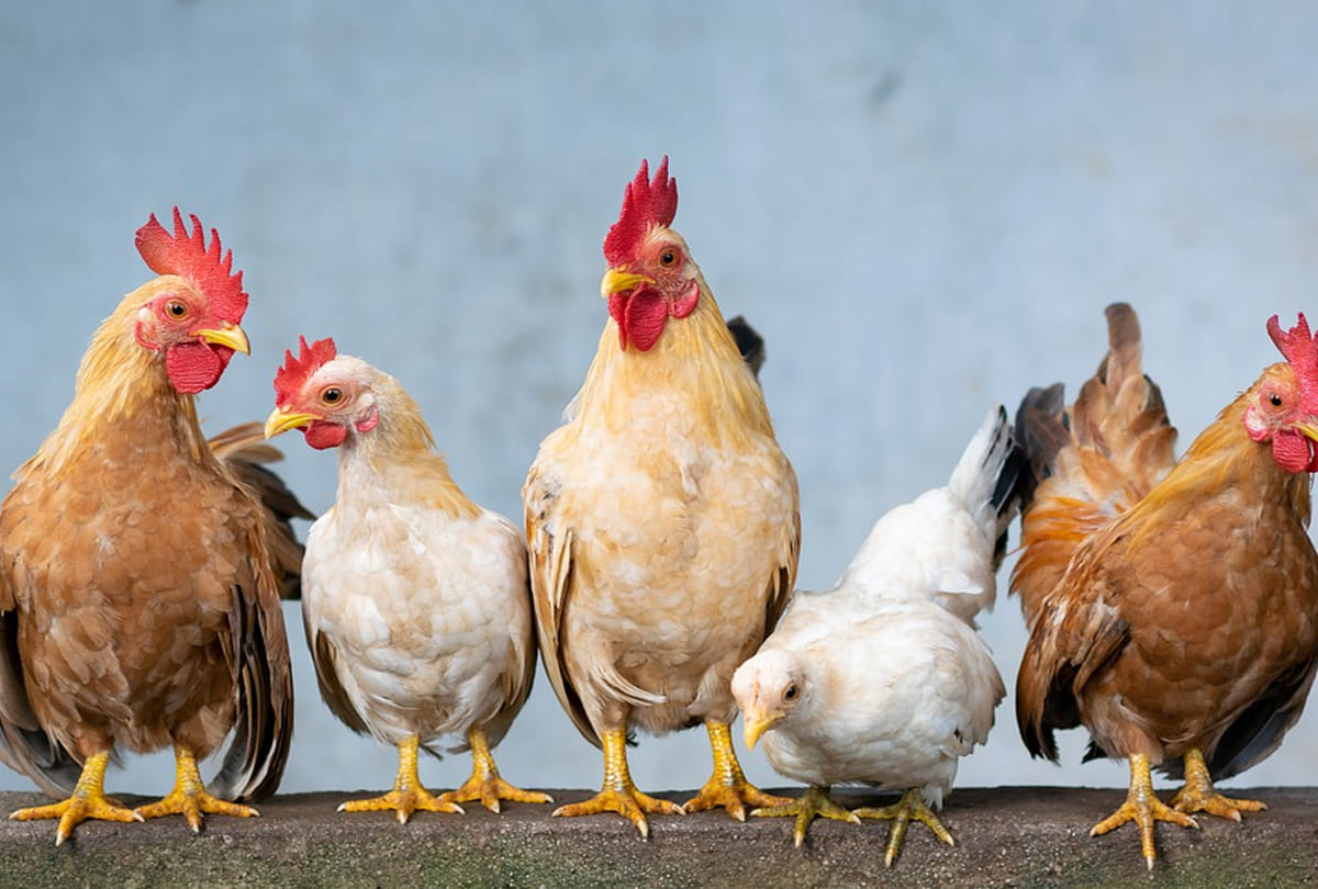 parents giving their kids chicken blood injections in china know the reason behind it