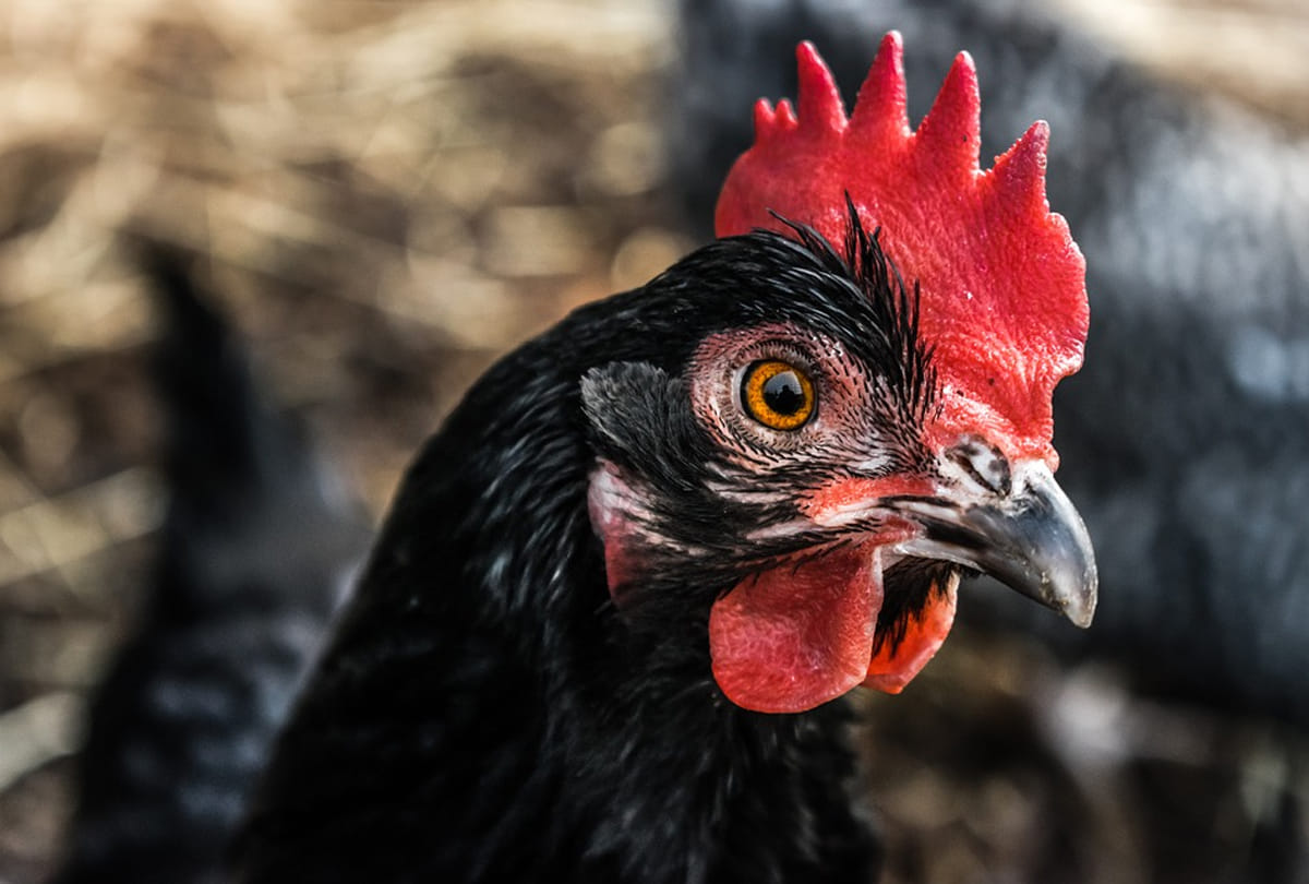 pickup full of chickens overturned at NH28 in Begusarai people began loot