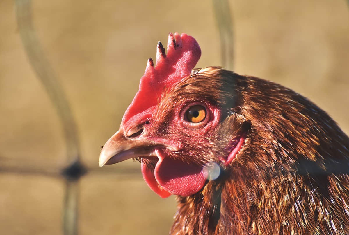 parents giving their kids chicken blood injections in china know the reason behind it