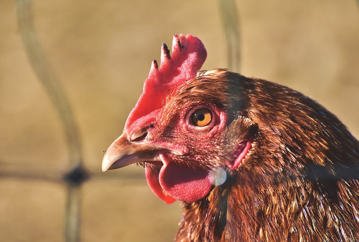 parents giving their kids chicken blood injections in china know the reason behind it