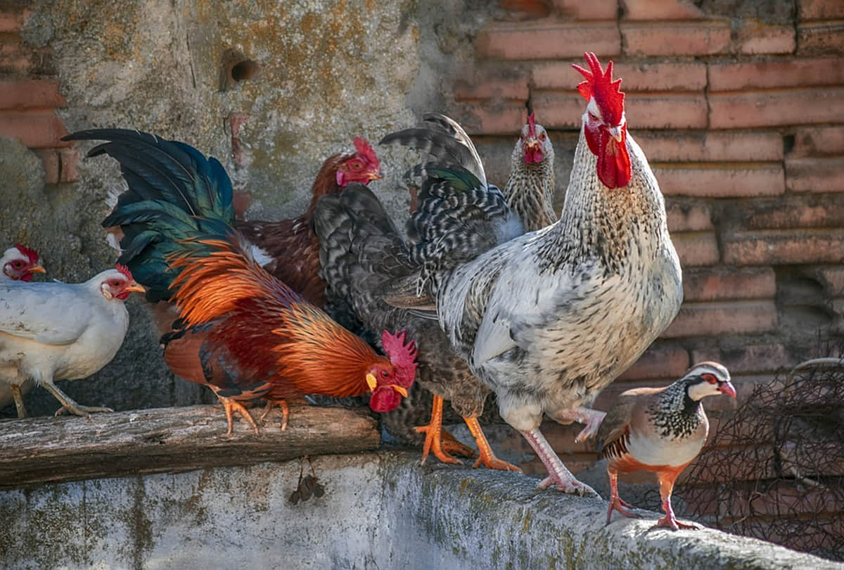 parents giving their kids chicken blood injections in china know the reason behind it