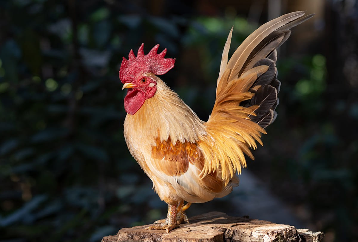 parents giving their kids chicken blood injections in china know the reason behind it