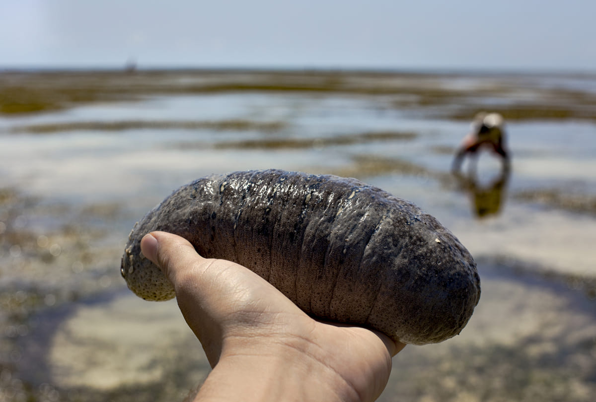sea cucumber is the most expensive fruit of India than gold know the price the senses will fly away this reason behind it