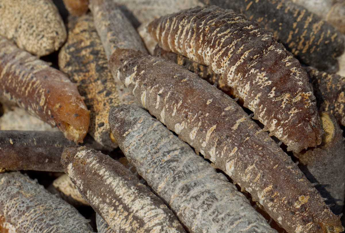 sea cucumber is the most expensive fruit of India than gold know the price the senses will fly away this reason behind it