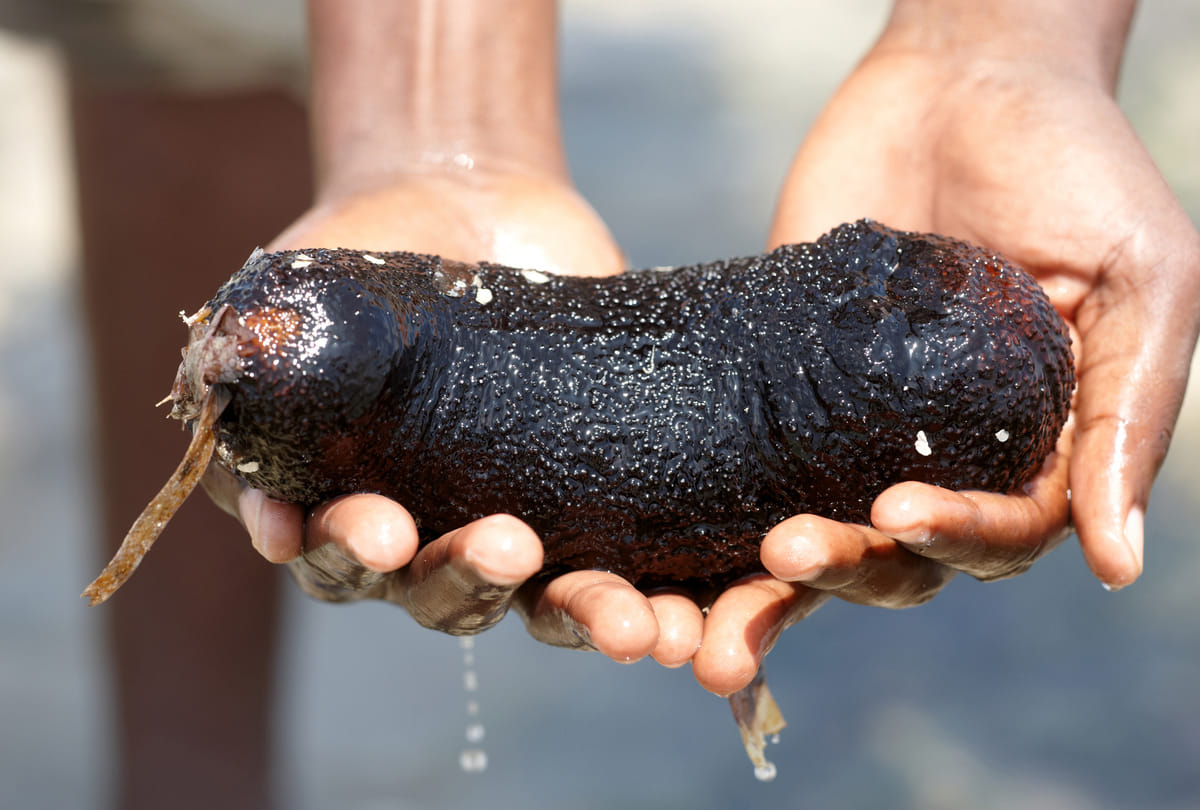 sea cucumber is the most expensive fruit of India than gold know the price the senses will fly away this reason behind it