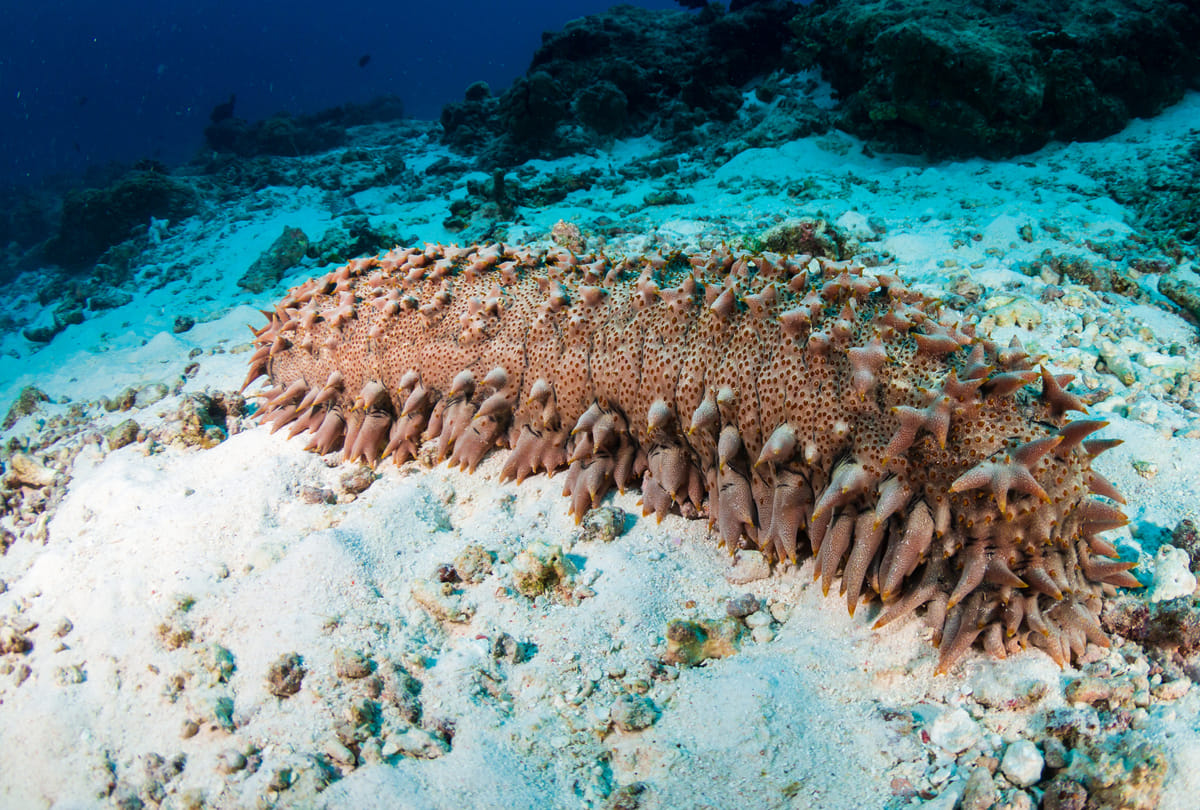 sea cucumber is the most expensive fruit of India than gold know the price the senses will fly away this reason behind it