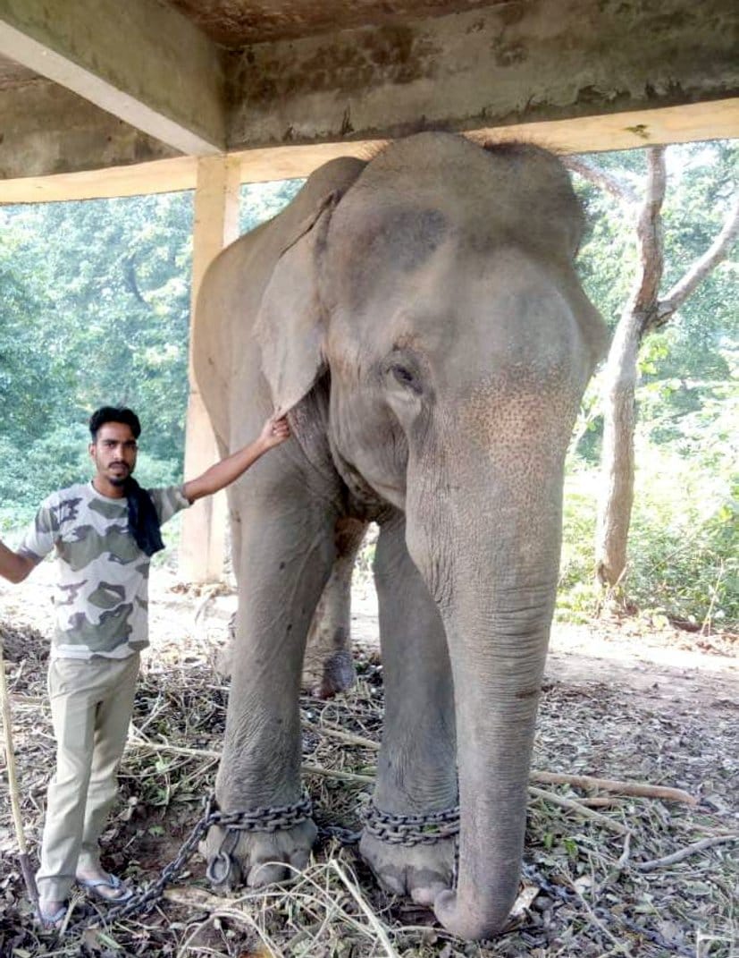 Dudhwa Tiger Reserve became a correction home for spoiled elephants