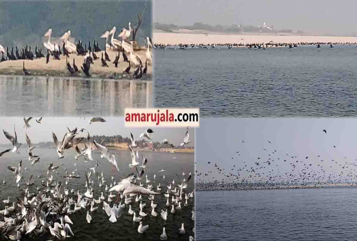 Foreign guests came from across the seven seas, camped on the banks of Chambal