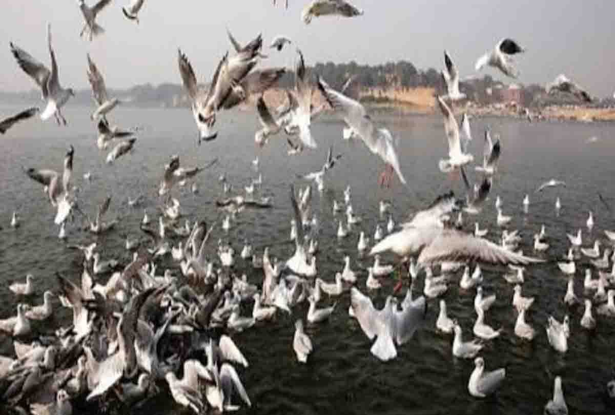 Foreign guests came from across the seven seas, camped on the banks of Chambal