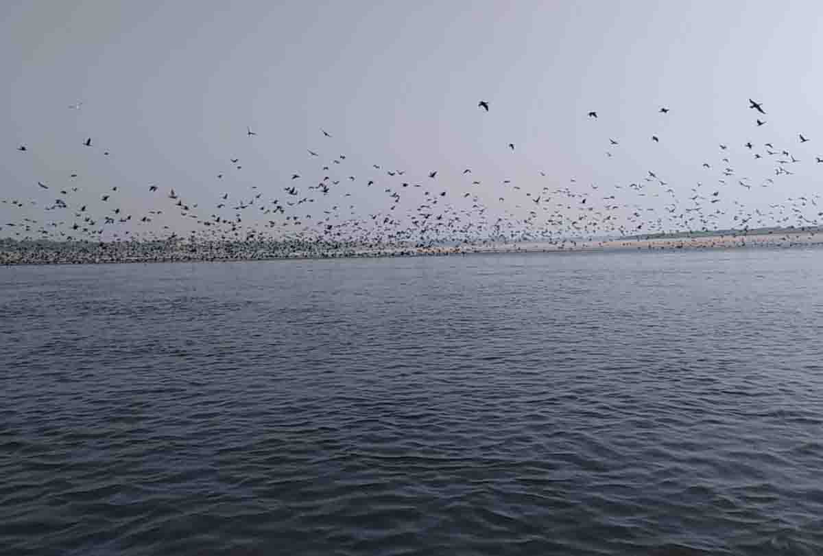 Foreign guests came from across the seven seas, camped on the banks of Chambal