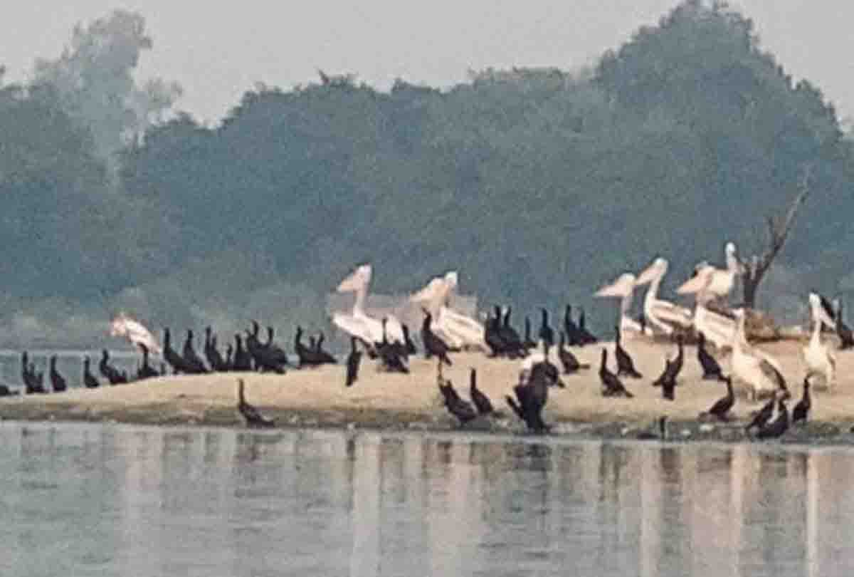 Foreign guests came from across the seven seas, camped on the banks of Chambal