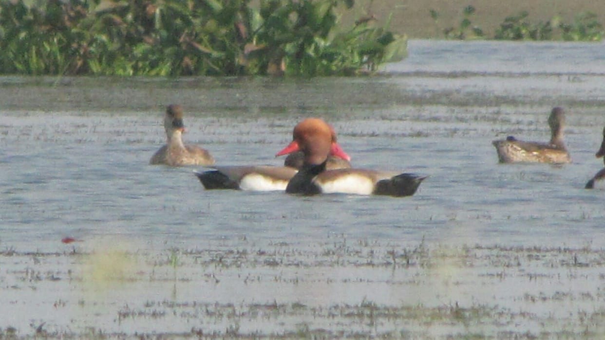mehamaan pakshiyon se gulajaar huee bakhira jheel