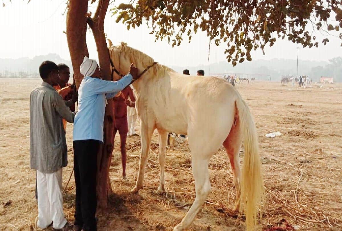 Corona Pandemic Effects On Bateshwar Cattle Fair Many Animal Businessman Return Not Sale