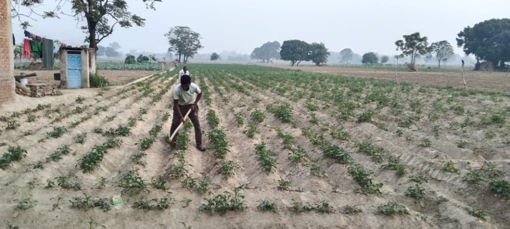 This time the sowing of potatoes decreased by 20 percent, in the fear of loss due to increasing winter, now we will bet on wheat