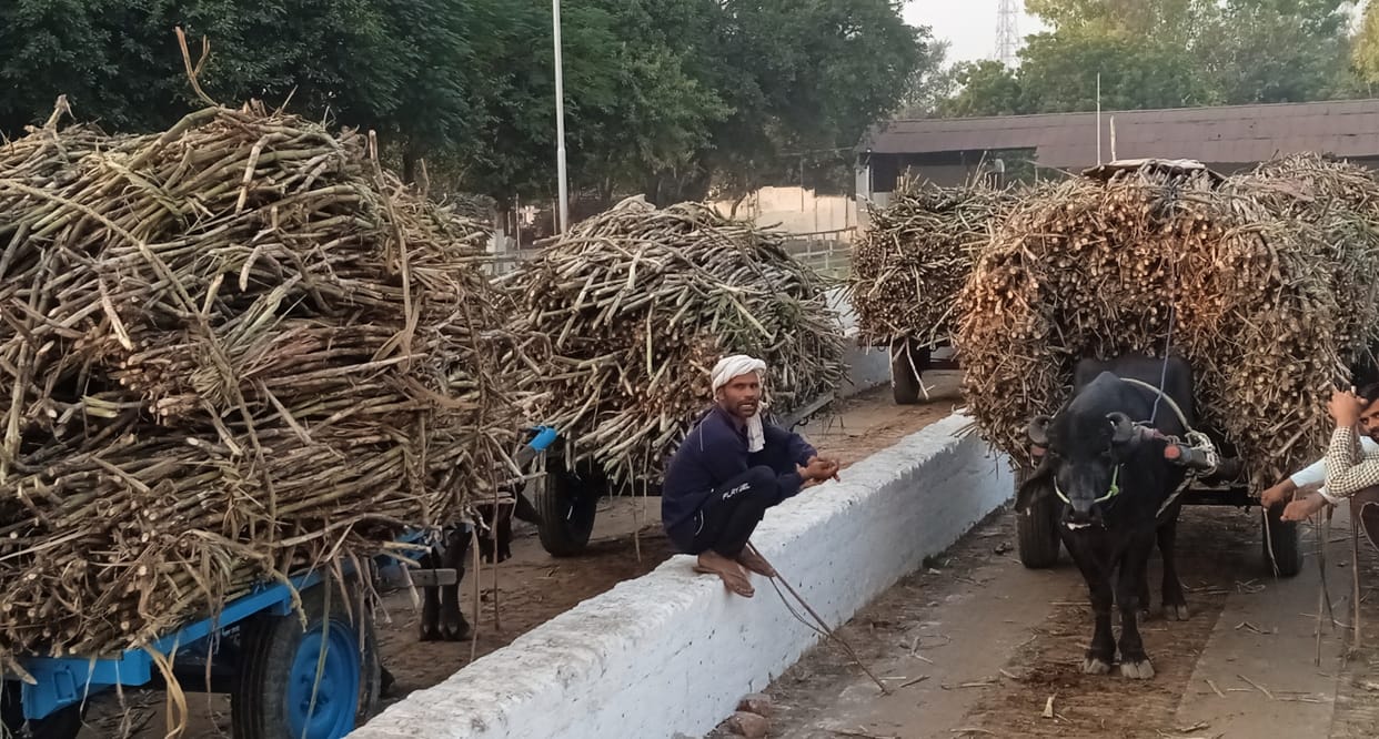 Thanabhawan and Shamli Sugar Mills crushed sugarcane