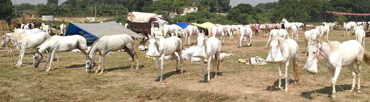 Bateshwar Fair: Horse-mule fair is over, horses are still running
