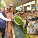 गायों को चारा खिलातीं सांसद हेमा मालिनी