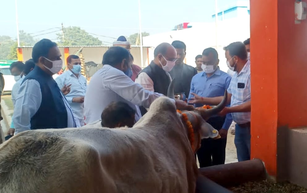 Prasad and fodder fed to the cow by performing havan