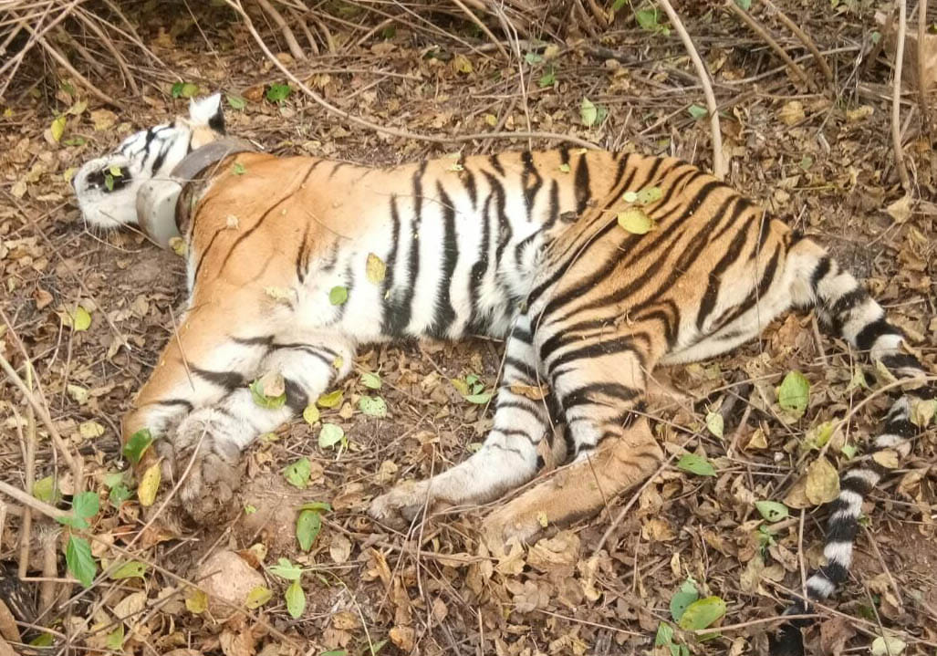 Another tiger dies in Panna Tiger Reserve