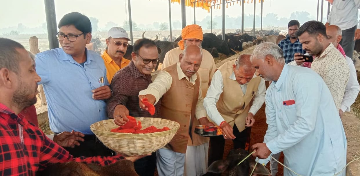 Gopashtami: Offering jaggery and gram to cows after performing Havan-sacrifice