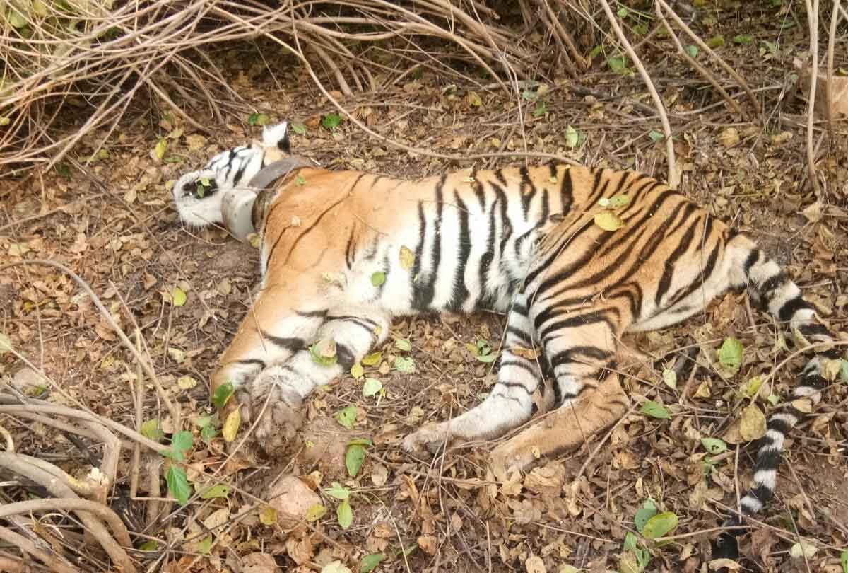 Banda: Three-year-old tigress found dead in Panna Tiger Reserve