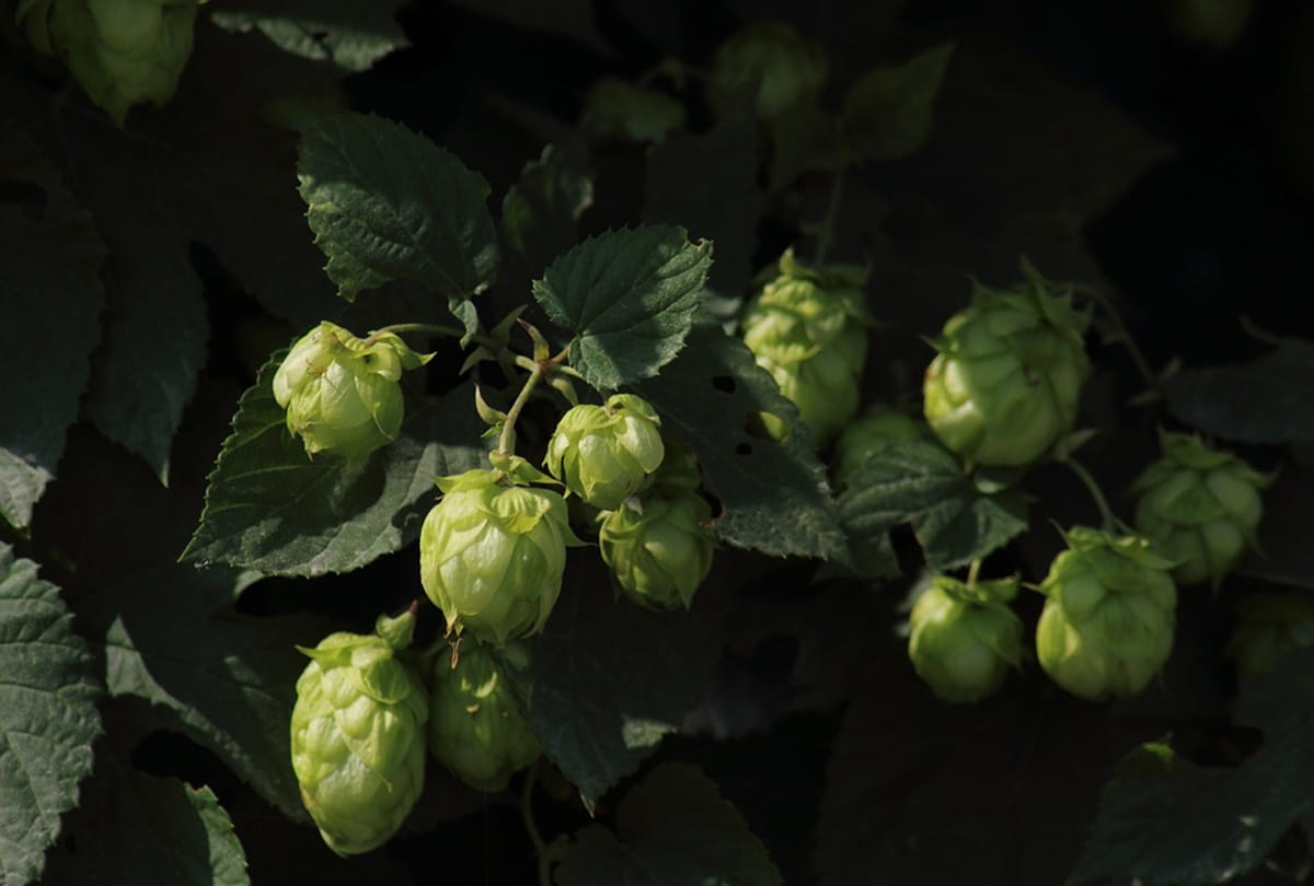 worlds most expensive vegetable  hop shoots cost gold necklace like Know its specialty