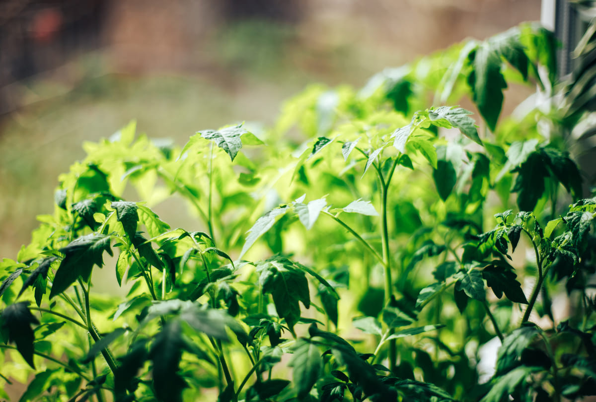worlds most expensive vegetable  hop shoots cost gold necklace like Know its specialty