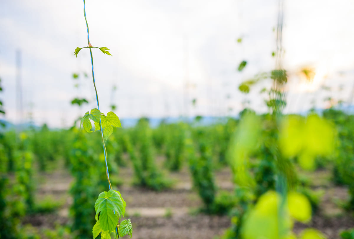 worlds most expensive vegetable  hop shoots cost gold necklace like Know its specialty