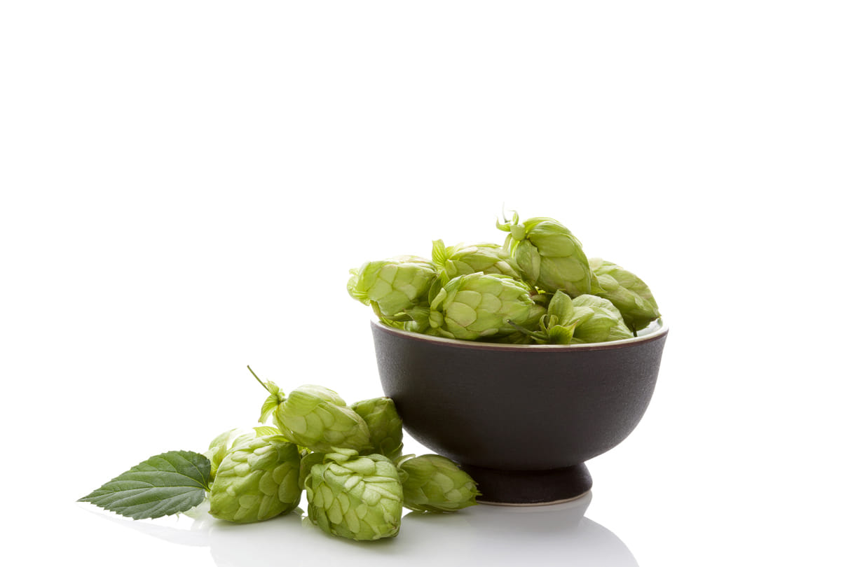 worlds most expensive vegetable  hop shoots cost gold necklace like Know its specialty