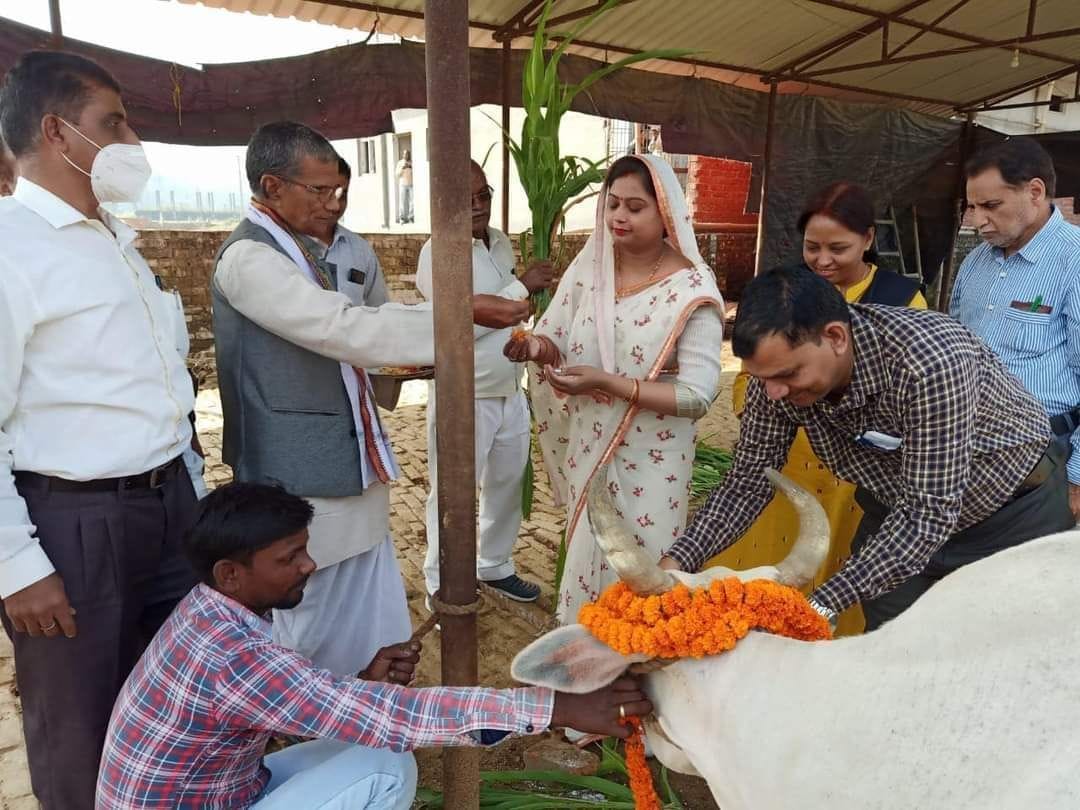 Pledge to protect cows on Gopashtami
