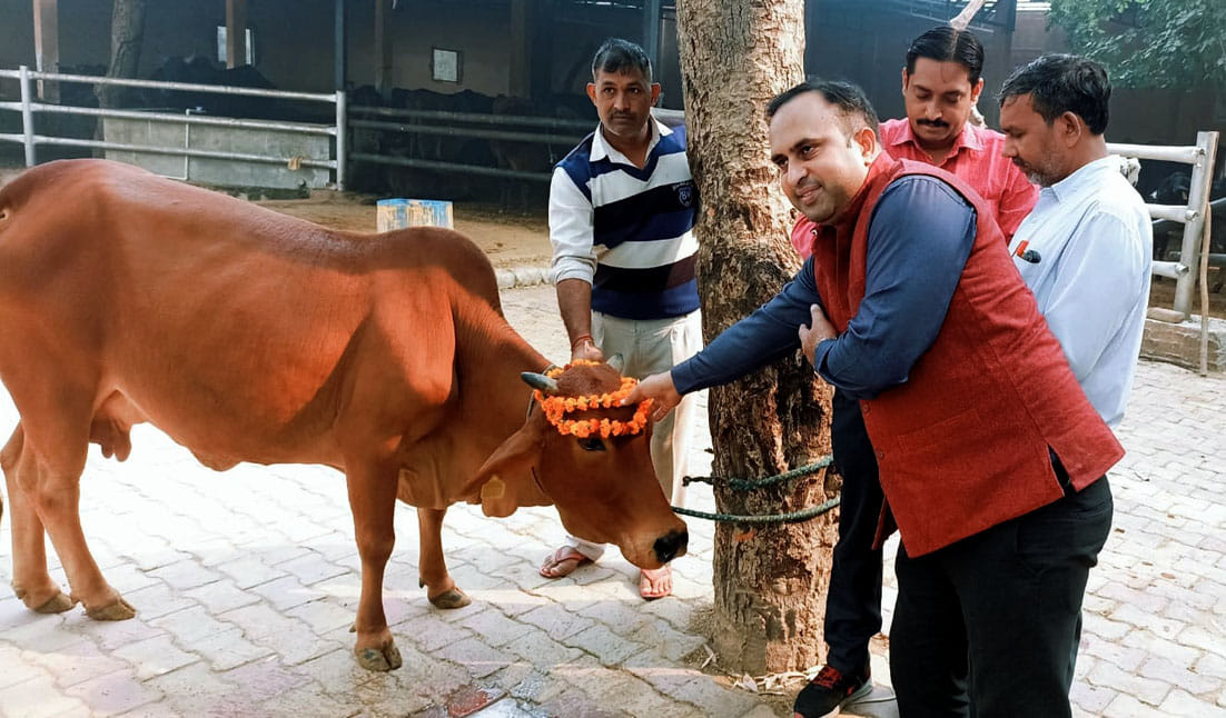 Fodder fed to Gomata on Gopashtami