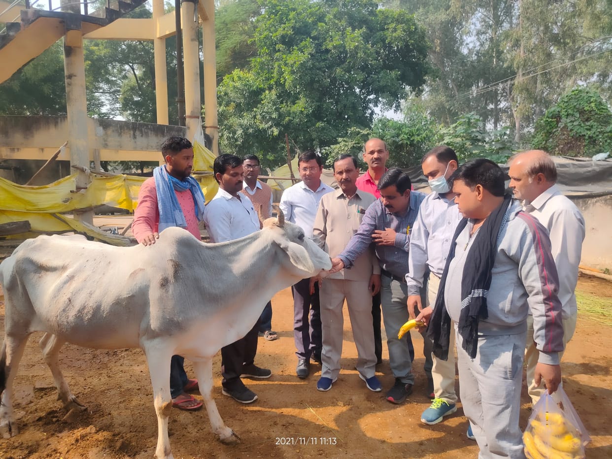 on gopaashtami devotees worshipped mother cow