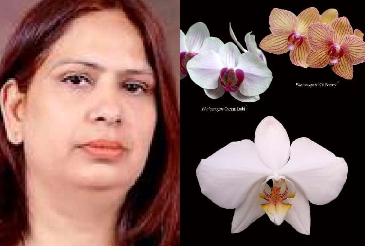 New hybrid species of orchid has been named Phlynopsis Promilla Pathak White