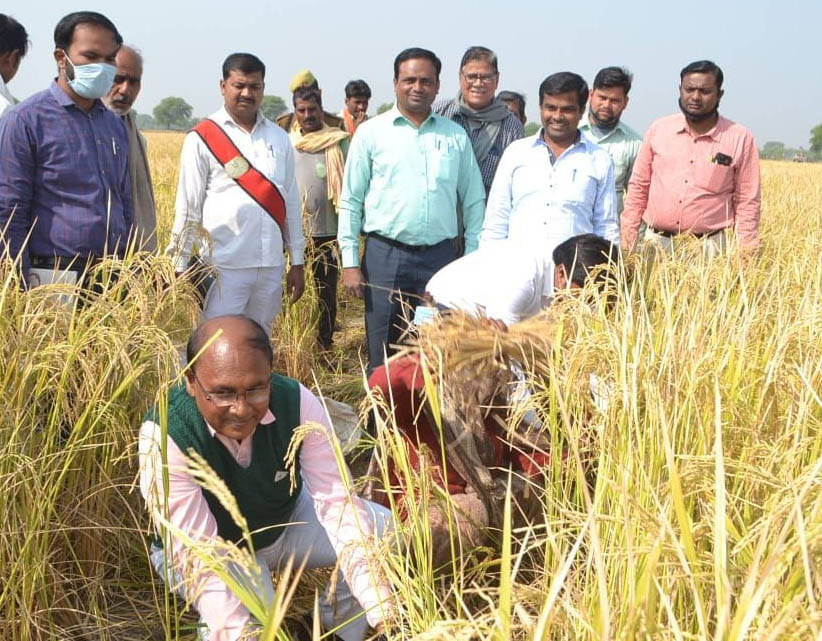 DM harvested paddy, estimated the average yield