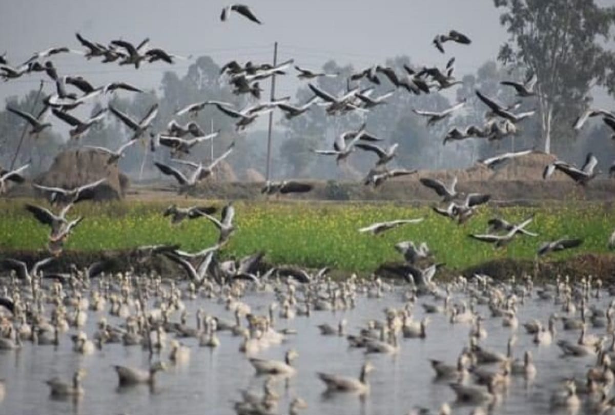 Gharana wetland ready to welcome migratory birds, see retreat ceremony in Jammu and Kashmir
