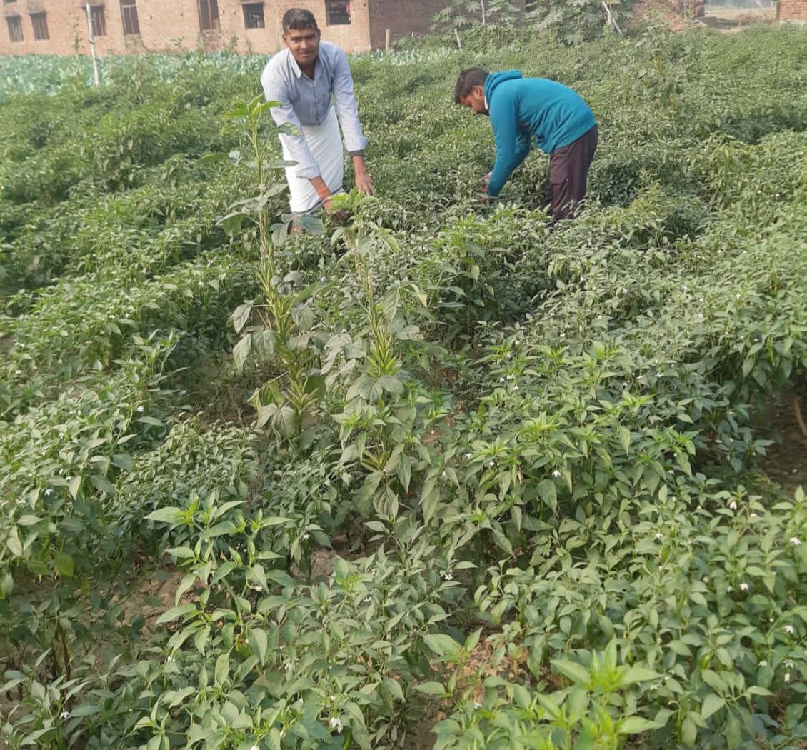 Farmers happy due to doubling of chilli prices, selling up to Rs 60 a kg in vegetable markets