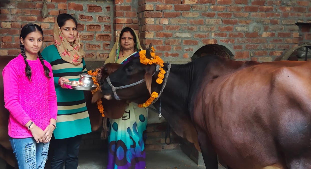 Fodder fed by worshiping cow on Gopashtami