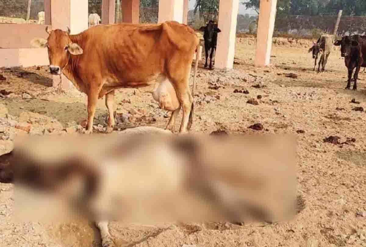 Kanpur: There is no fodder in the cowshed, the cows are dying of hunger