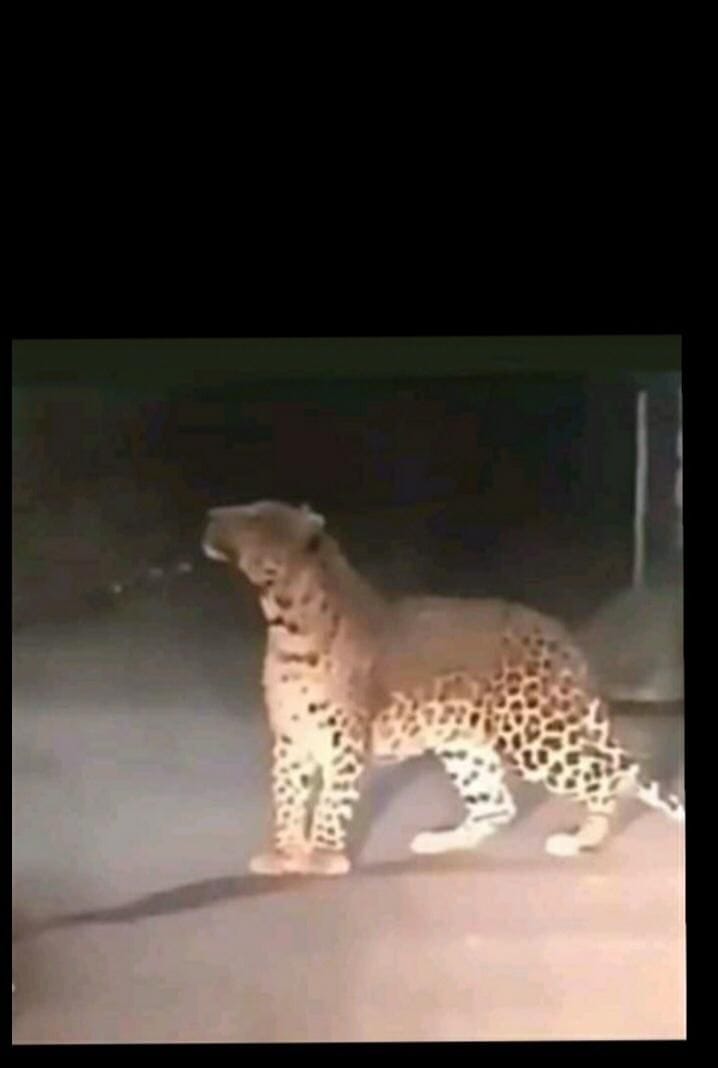 Cage empty, now leopard seen roaming in Ramnagar