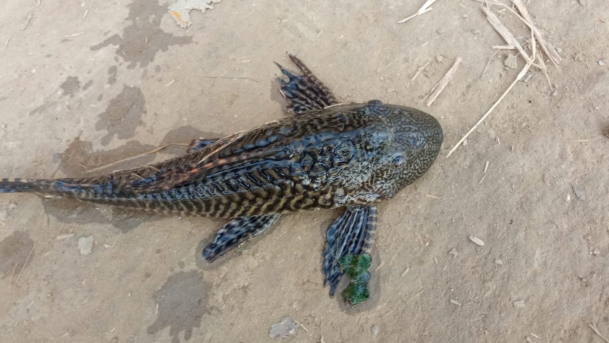 Fish found in the Yellow River became curious