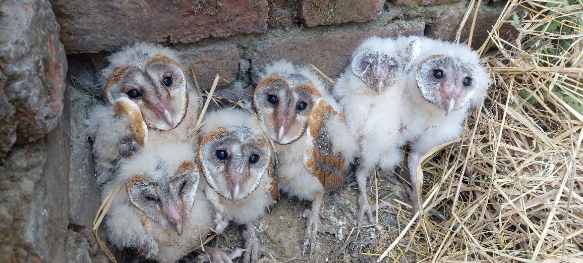 Six babies of rare species of owl found